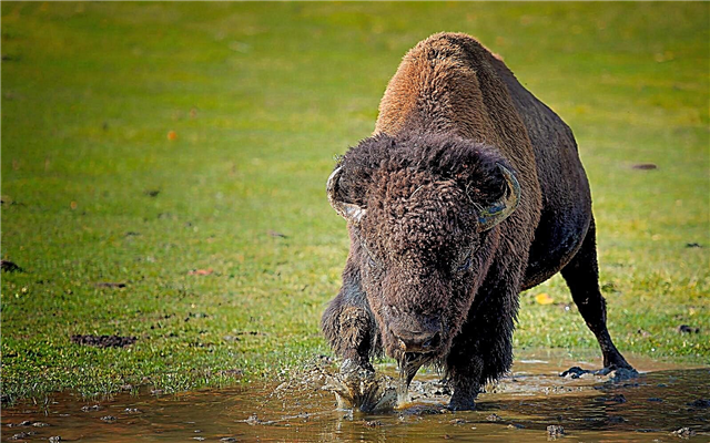 Isang bison na walang ulo na natagpuan sa isang reserba ng kalikasan sa Espanya