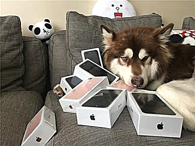 O fillo do chinés máis rico mercou oito iPhones para o seu can. Unha foto.