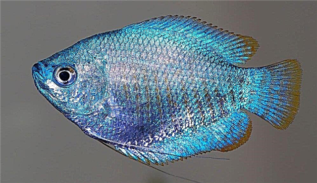 Akvarijske ribe Lalius: svojevrsne i nepretenciozne