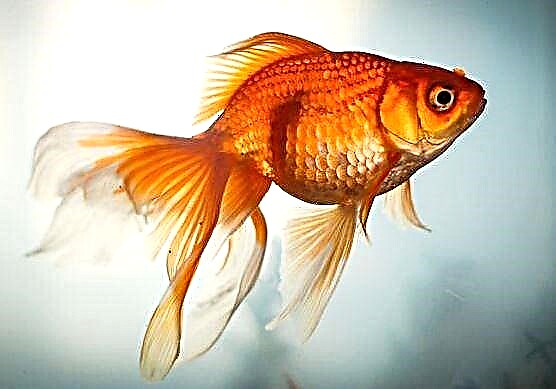 Goldfish iddiasız və parlaq bir ev heyvanıdır