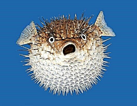 Hedgehog ya samaki: mwenyeji wa kawaida wa bahari ya kitropiki