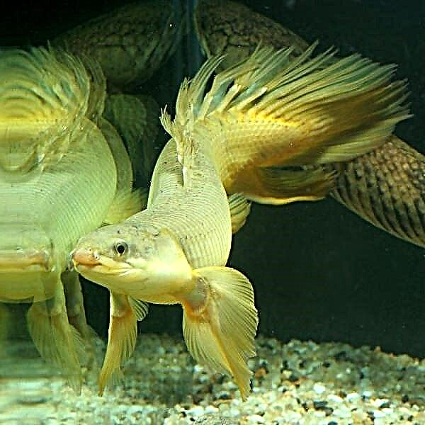 Polypterus senegalés - peixe dragón