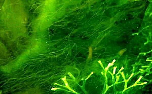 Iṣakoso algae Aquarium: nibo ni lati bẹrẹ?