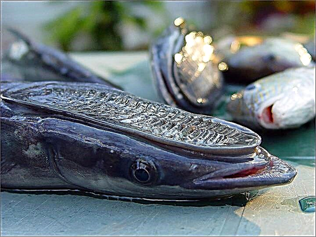 ماهی گیر کرده: ویژگی های مراقبت در آکواریوم
