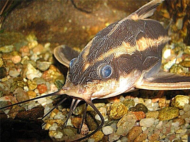 Catfish Platidoras iliyopigwa - paka maarufu wa mapambo