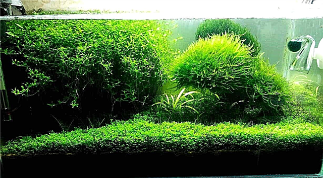Omnia enim algae ratio de illis Aquarium