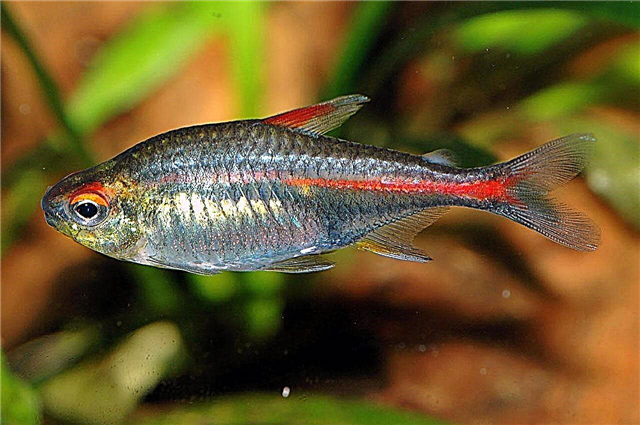Peixes Tetra: características de reprodución, foto