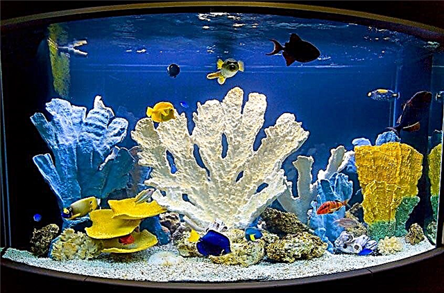 ʻO nā corals i ka aquarium a me ko lākou ʻano