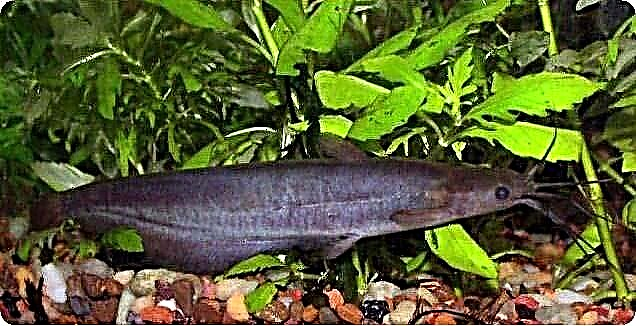 Sackgill catfish: ezaugarriak, mantentze-lanak eta hazkuntza