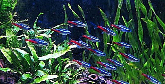 Litlhapi tsa Neon - baahi ba khanyang ba aquarium