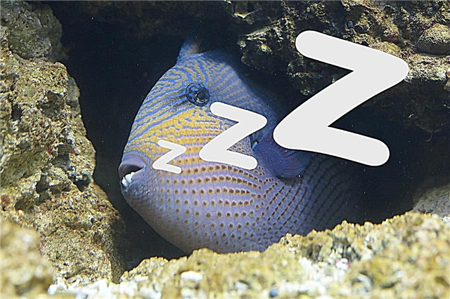 Ribe spavaju u avcariumu - stvarajući uvjete za spavanje