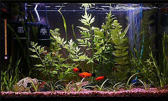 DIY teuteu aquarium