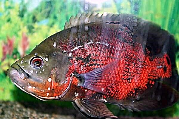 ငါးအတွက် hexamitosis - ရောဂါ၏အကြောင်းရင်းများနှင့်ကုသမှုနည်းလမ်းများ