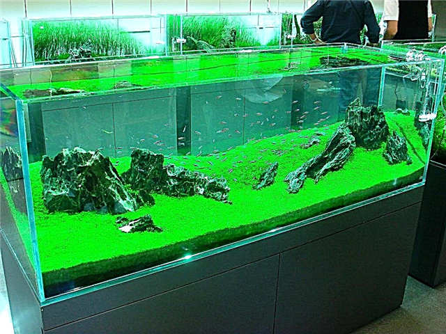 Amano aquarium: kahi nānā hou i ka hoʻolālā aquarium