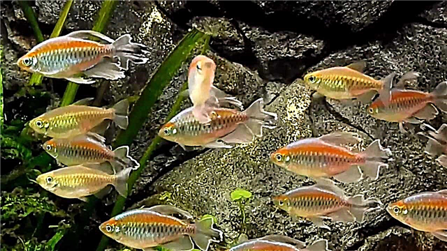Kongo-fiŝo - senpretenda loĝanto de la akvario