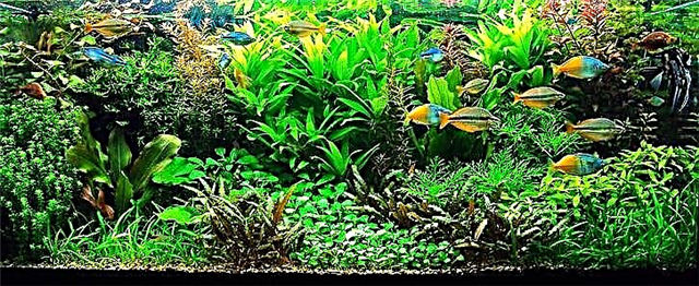 Ակվարիումի բույսերը և դրանց դերը ձկների կյանքում