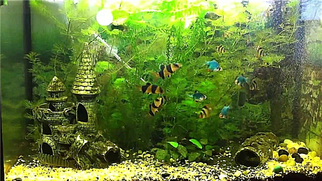 Isitshalo se-Elodea aquarium