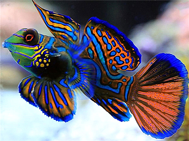 Ретки видови аквариумски риби со фотографии
