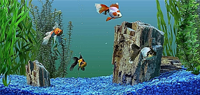 10 agindu aquarist hasiberrientzat