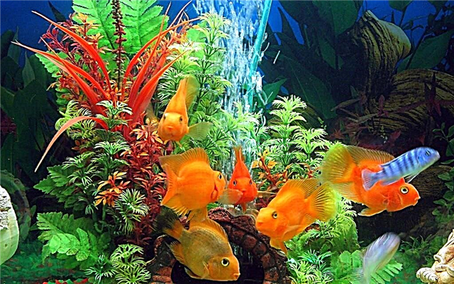 Mga tip para sa mga nagsisimula sa aquarist: pagpili ng isang aquarium at isda