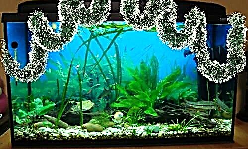 Mga dekorasyon alang sa aquarium: mga lahi, lagda sa paglaraw