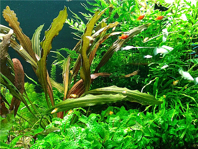 Нурӣ барои растаниҳои аквариум
