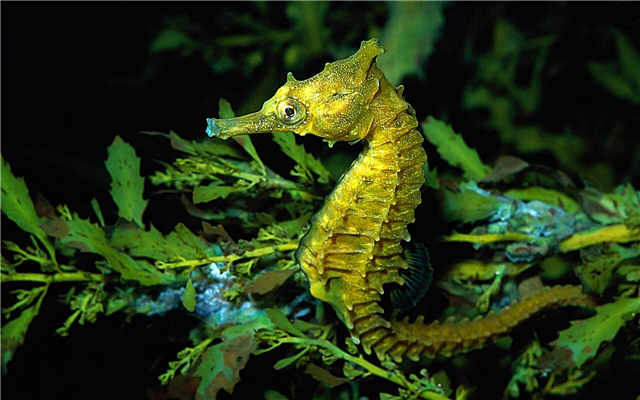 Seahorse - wokhala kawirikawiri mumtsinje wa aquarium