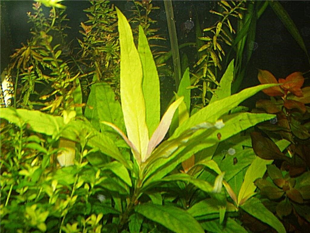 Citronherba akvaria planto
