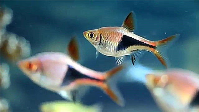 Rasbora është një peshk i thjeshtë akuariumi