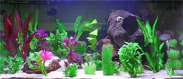 Umjetne biljke za akvarije