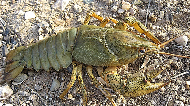 Crayfish კვების, როდესაც ინახება სახლში