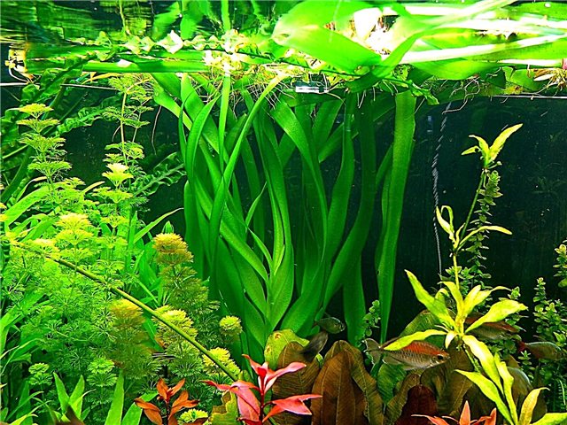 Akvarijski valoviti krinum je nevjerojatna biljka