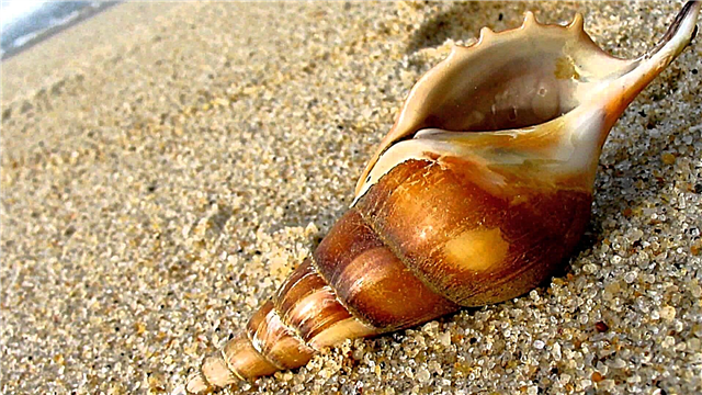 Seashells. Аларды кантип тазалап, жыттан арылтуу керек