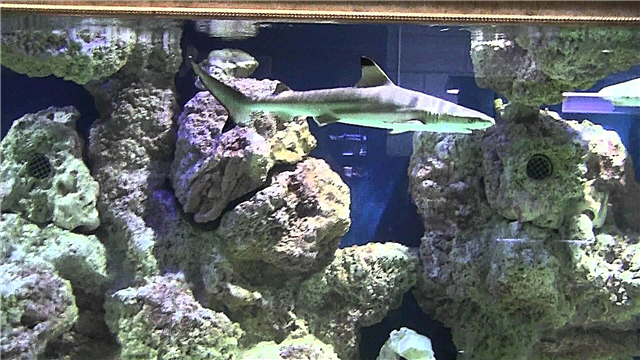 Aquarium dekoratif reken - pwason aktif nan letan kay la