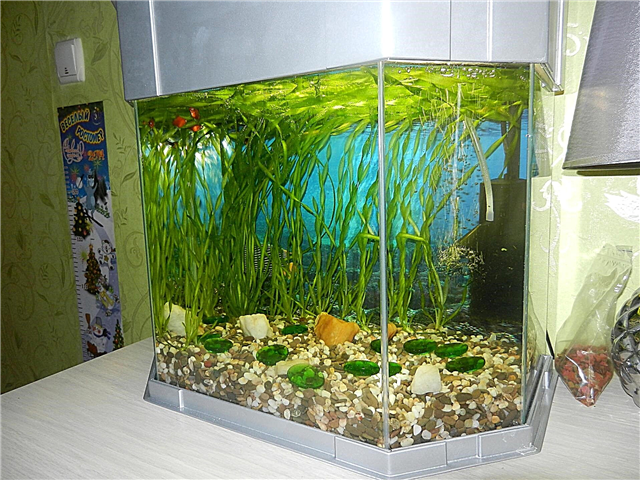 Baridi maji katika aquarium katika joto