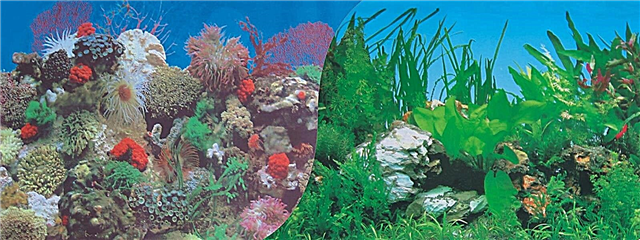 Dekorasi akuarium - kumaha nempelkeun pilem kana akuarium