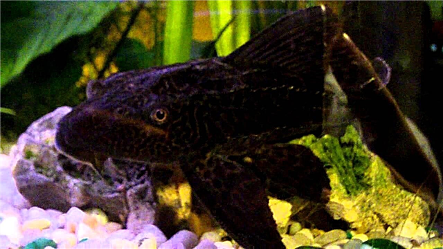 Plecostomus catfish - coinníollacha san uisceadán