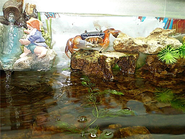 Pagpapanatili ng aquarium crab sa bahay