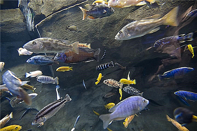 Aquarist sekretuak: zenbat aldiz elikatu zure arrainak