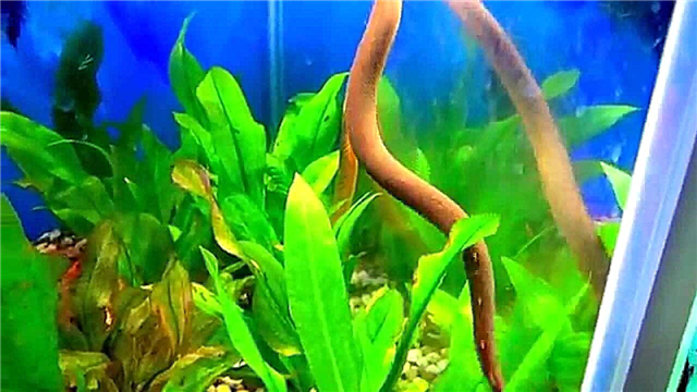 Kalamoicht kalabar və ya akvarium ilan balığı