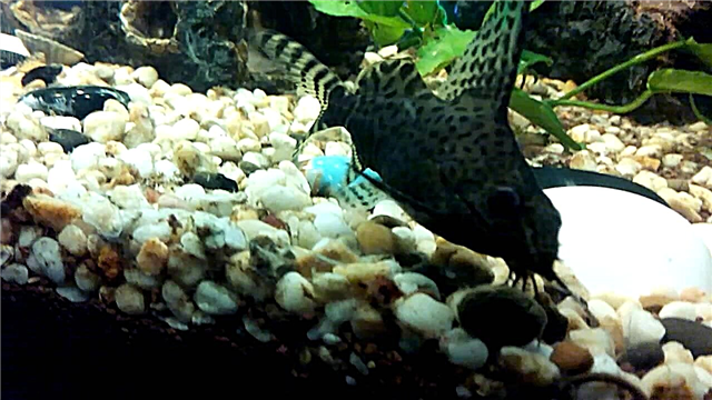 Tarakatum - a catfish: aquarium qui perspicuus sursum