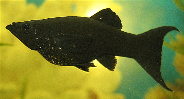 შავი მოლი - საყვარელი თევზი სსრკ-ში