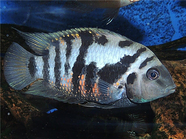 Tsichlazoma black-striped - maalamon nga isda sa aquarium