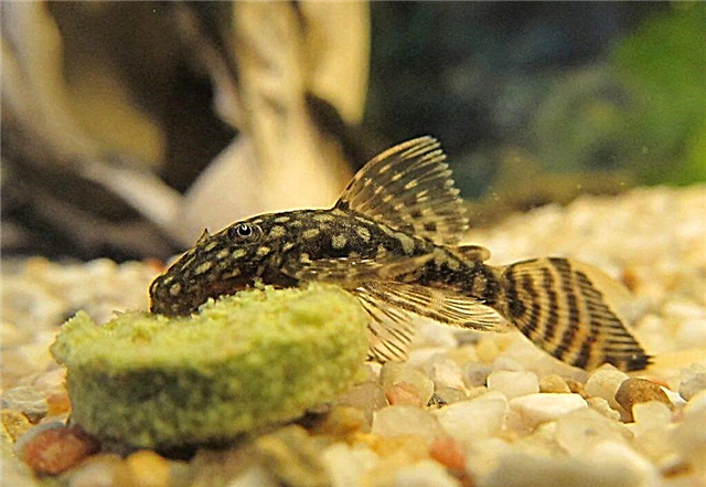 Aquarium fish catfish ancistrus - tlhokomelo le tlhokomelo