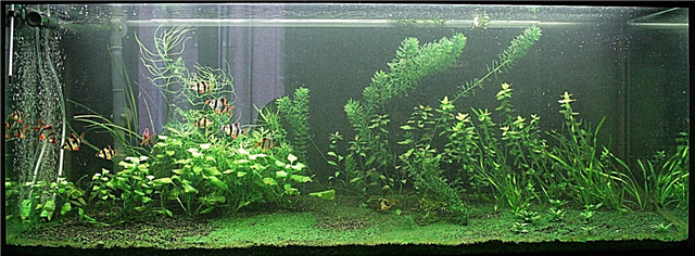 Groen alge in die akwarium