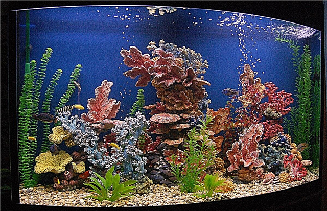 DIY teuteu aquarium