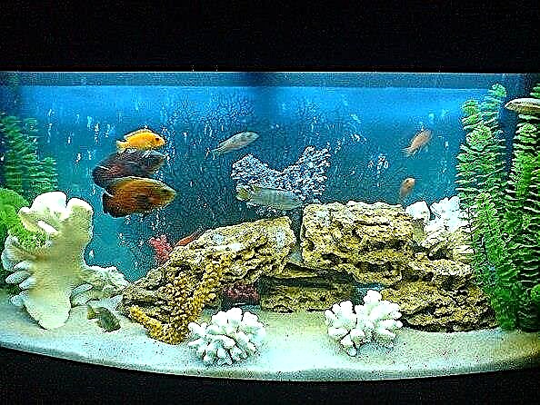 Ang tigas ng tubig sa aquarium at kung paano ito gawing normal