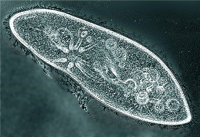 Infusoria pantoffel - mikro-organisme in die akwarium