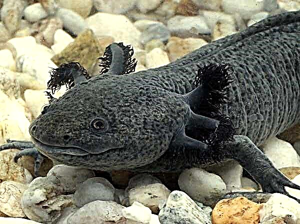 Axolotl - teuina ma le vaʻaia o le amphibian i le fale