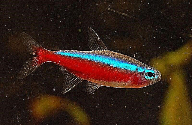 Neon crvena je riba koja se svima sviđa